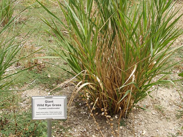 Giant Wild Rye Grass