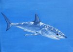 Shortfin Mako Shark