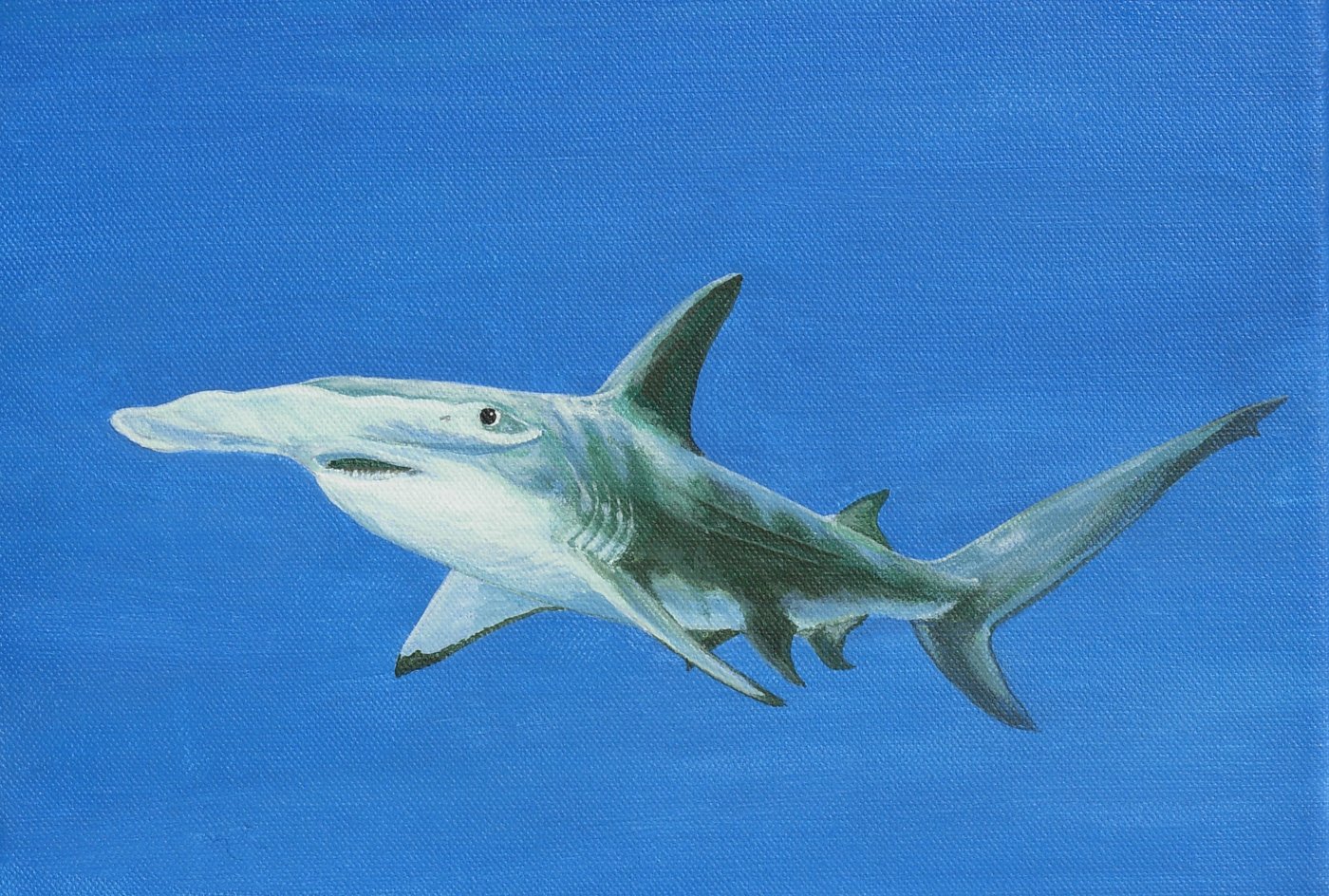 Great Hammerhead