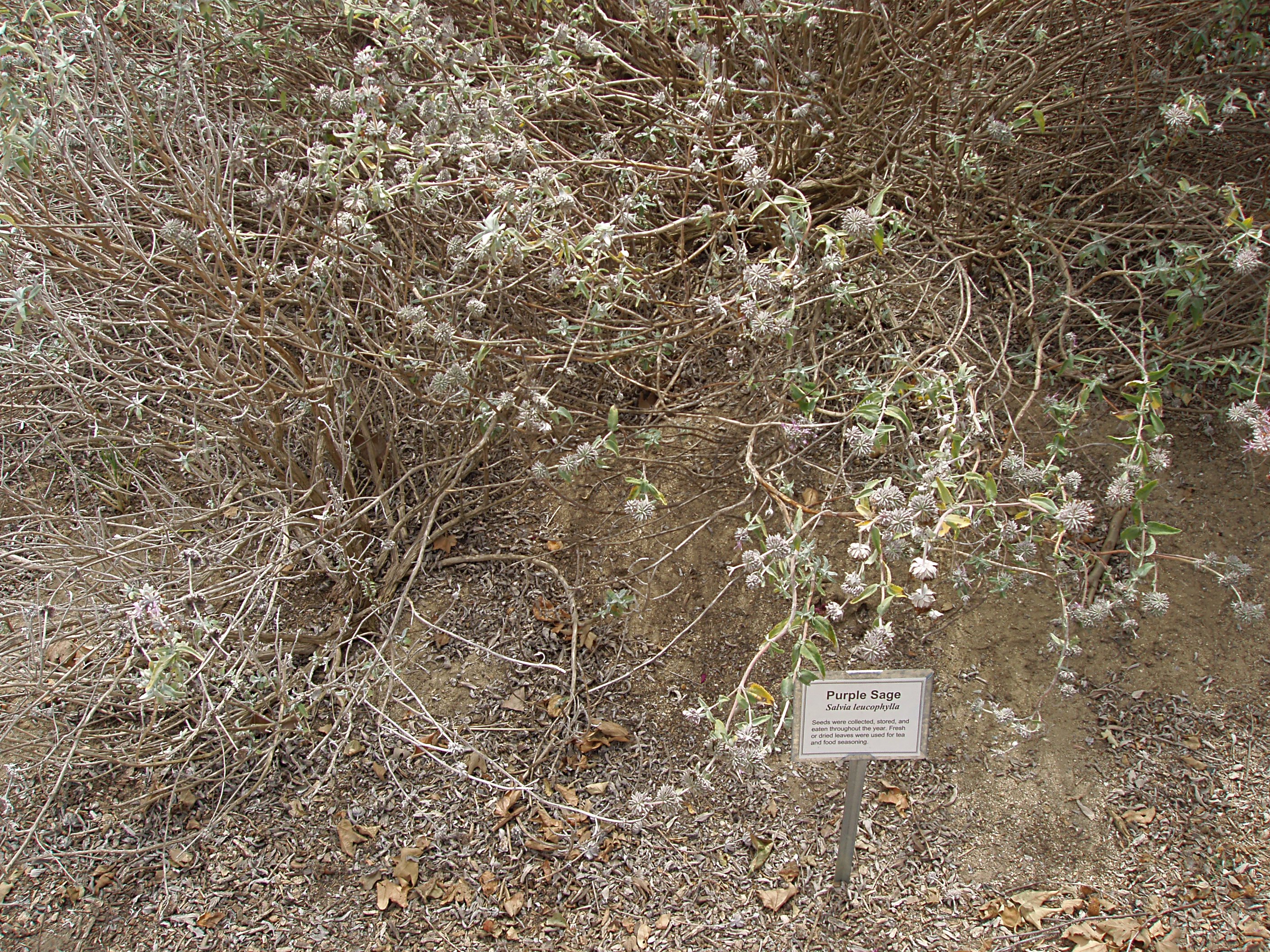 Purple Sage