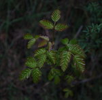 The poison oak is leafing out. It must be spring already.