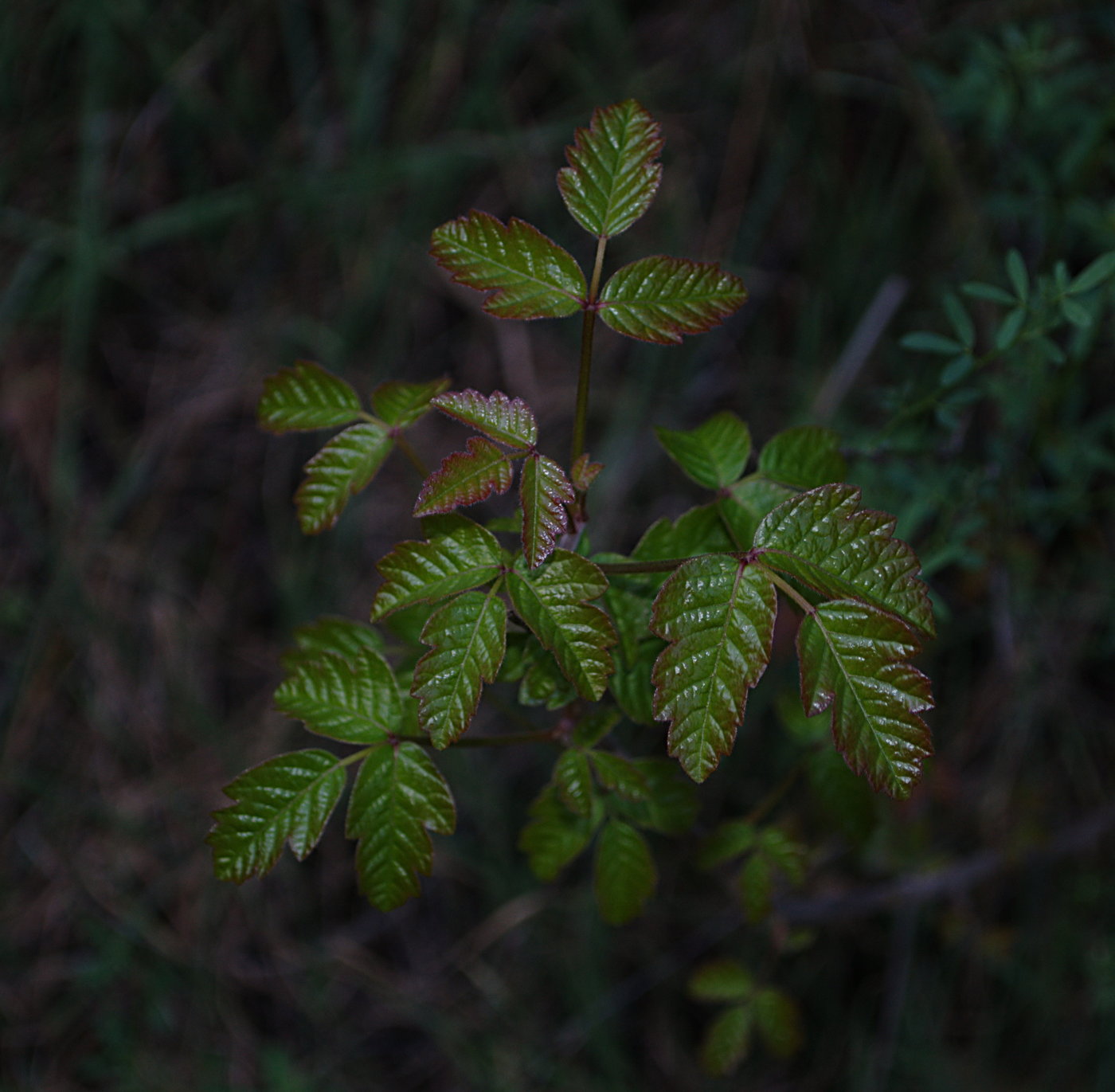 The poison oak is leafing out. It must be spring already.