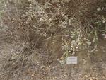 Purple Sage