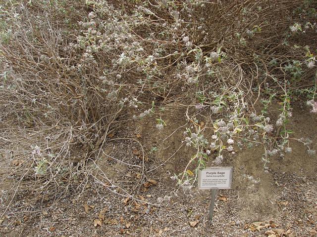 Purple Sage