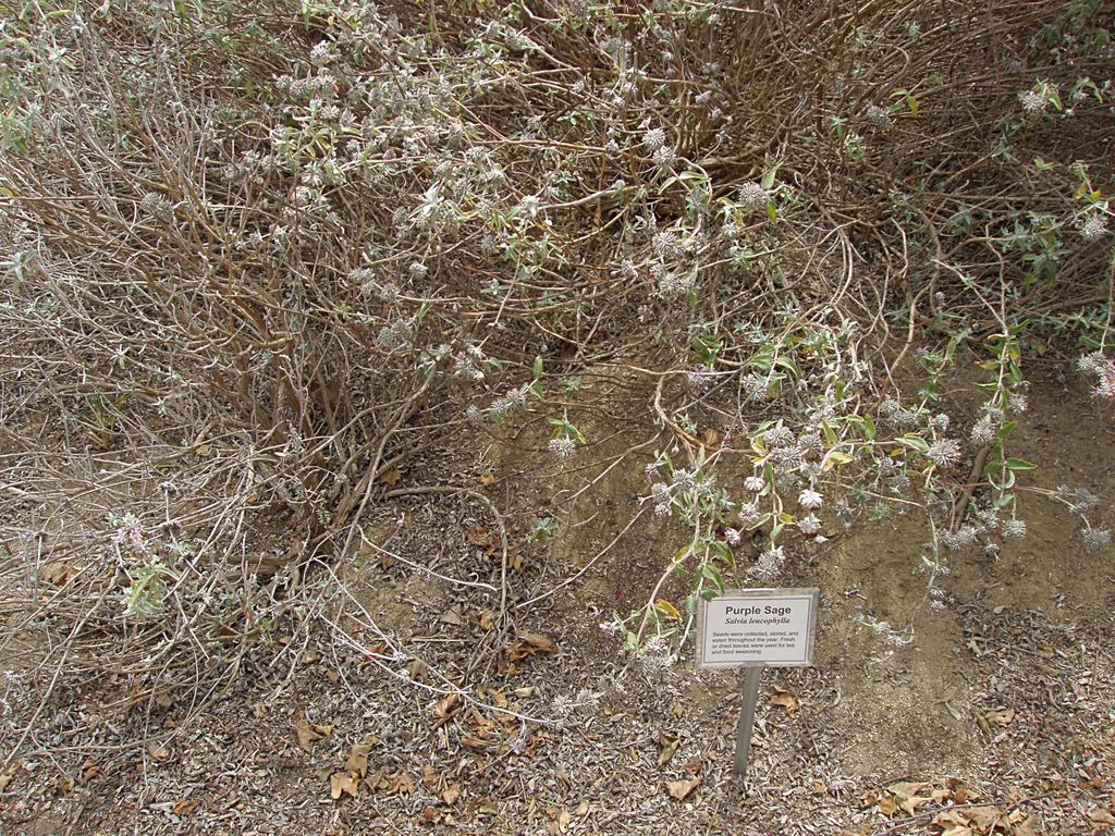 Purple Sage