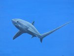 Thresher Shark