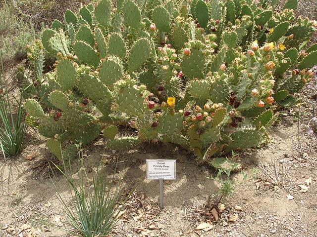 Coast Prickly Pear