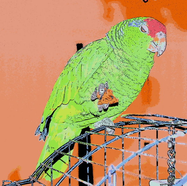 Mango