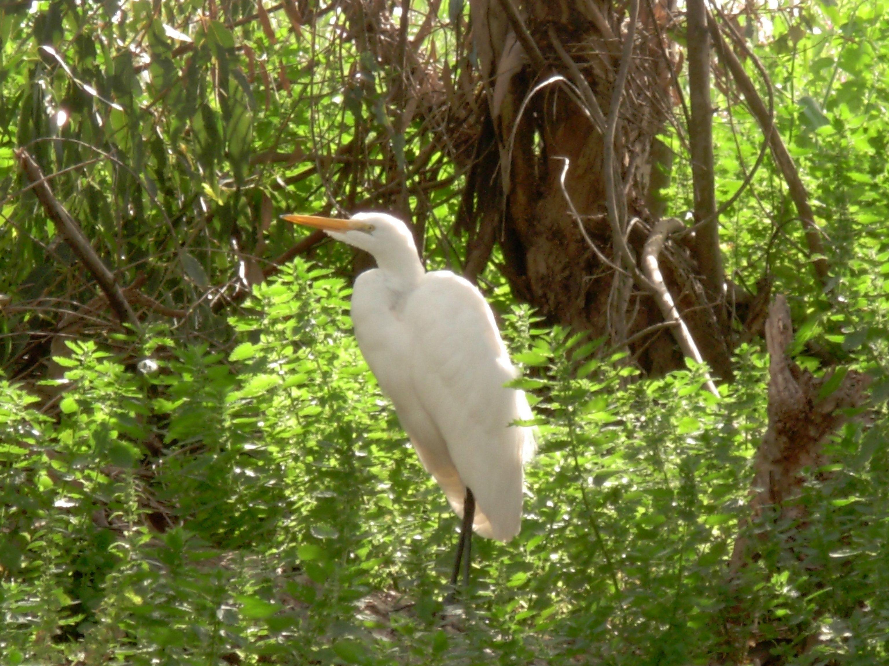 great egret