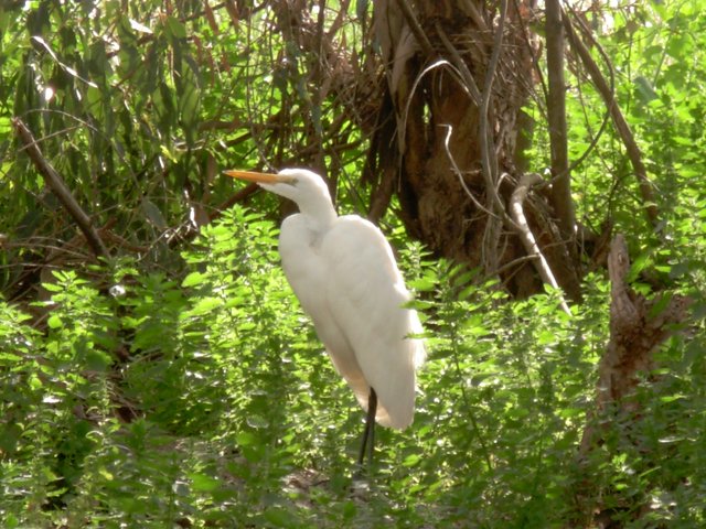 great egret
