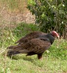Turkey Vulture