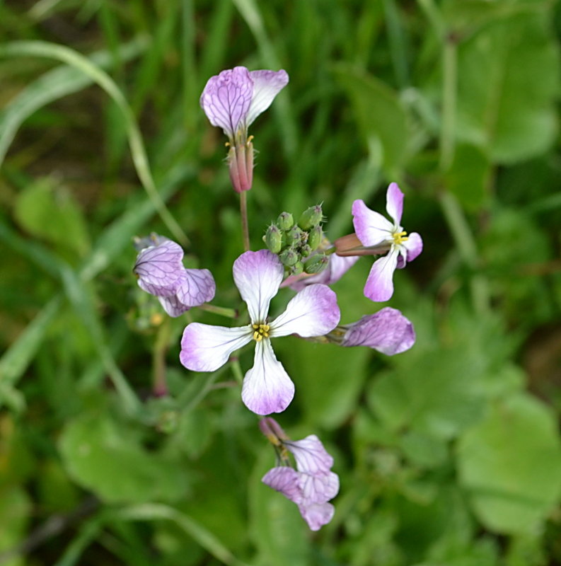 Flowers along the trail