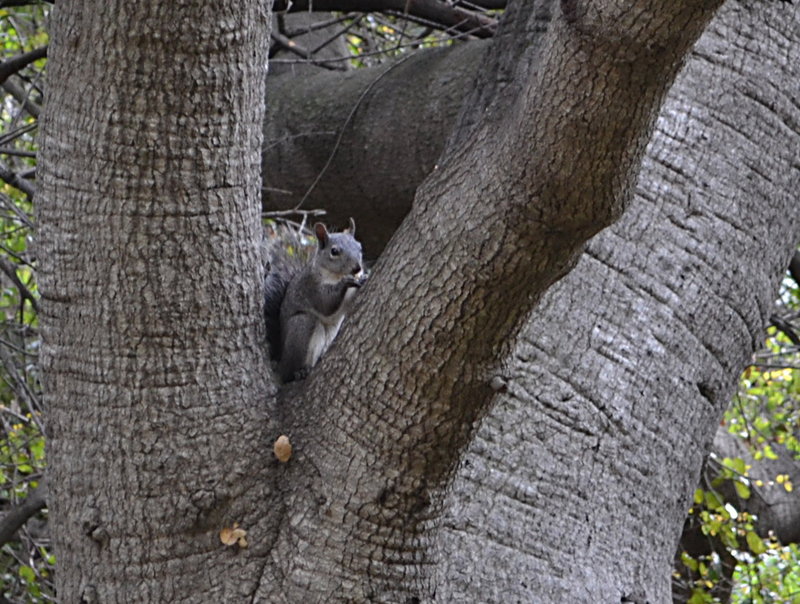 Squirrel in a tree