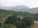 Boney Mountain, Mist, and Oaks