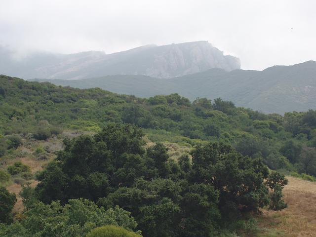 Boney Mountain, Mist, and Oaks