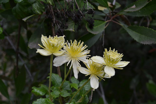 Spring Flowers