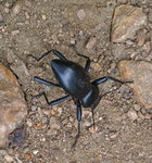 Skunk Beetle