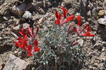 Red Flowers along the Boyscout Trail