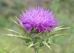 Thistle Flower