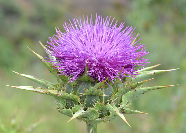 Thistle Flower