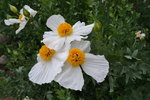 Matilija Poppy