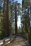Sequoia trees at Grant Grove