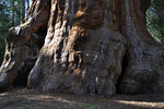 Bottom of a sequoia