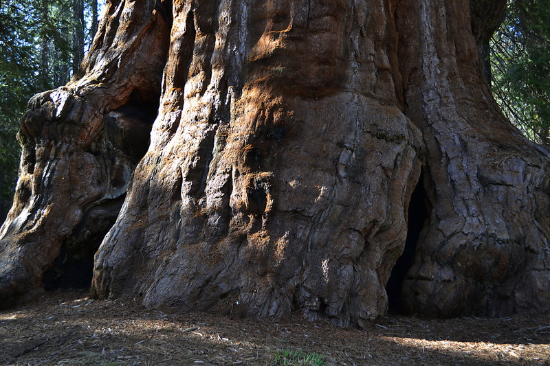 Bottom of a sequoia