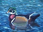 Samson (wood duck)