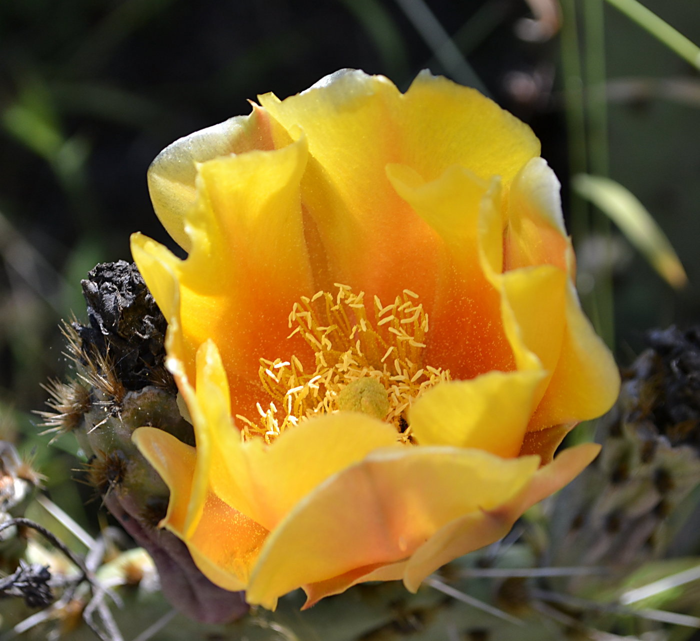 Prickly pear cactus bloom