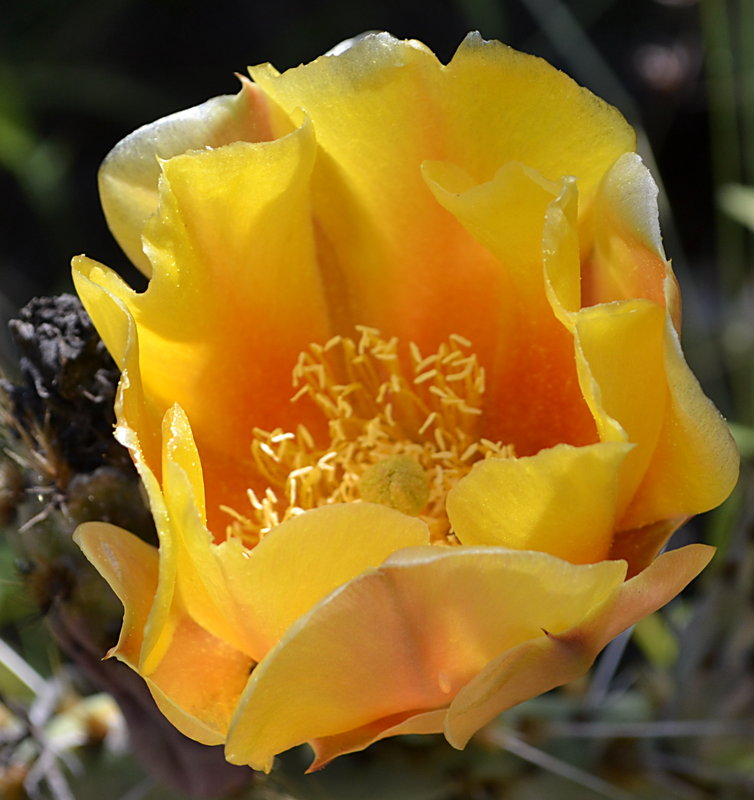 Prickly pear cactus bloom