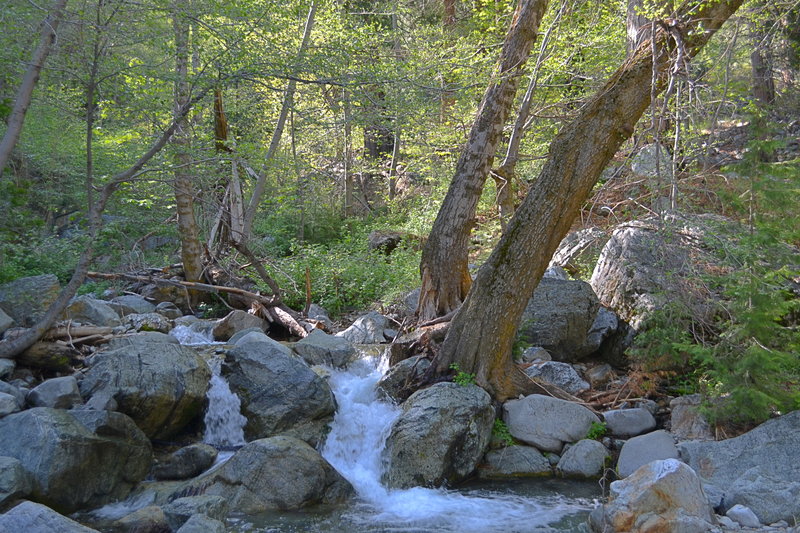 The creek is running well this year