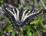 Pale swallowtail butteryfly