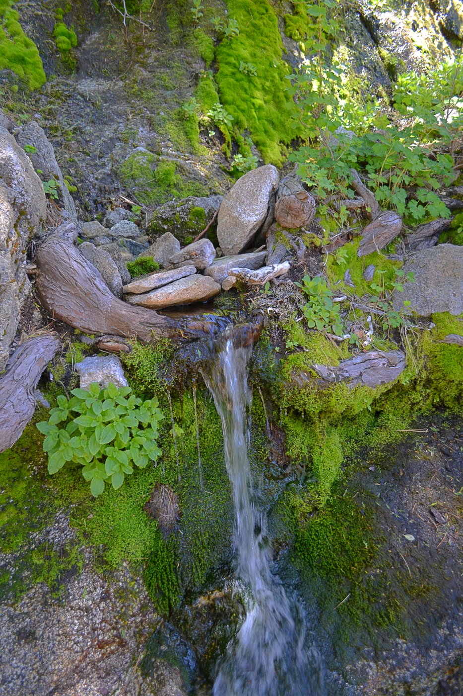 One of the springs on the Devils Slide Trail