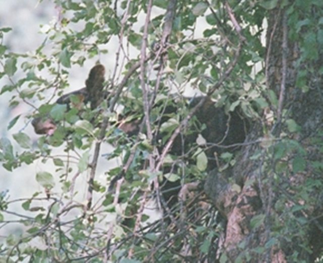 bear climing with tongue