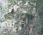 bear climing with tongue