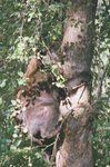 bear in tree