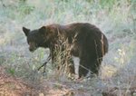 bear looking over shoulder