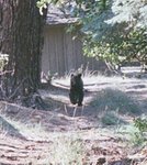 bear running