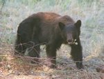 bear with food