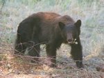 bear with food