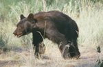 happy charging bear