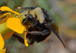 Bumble Bee on a Flower