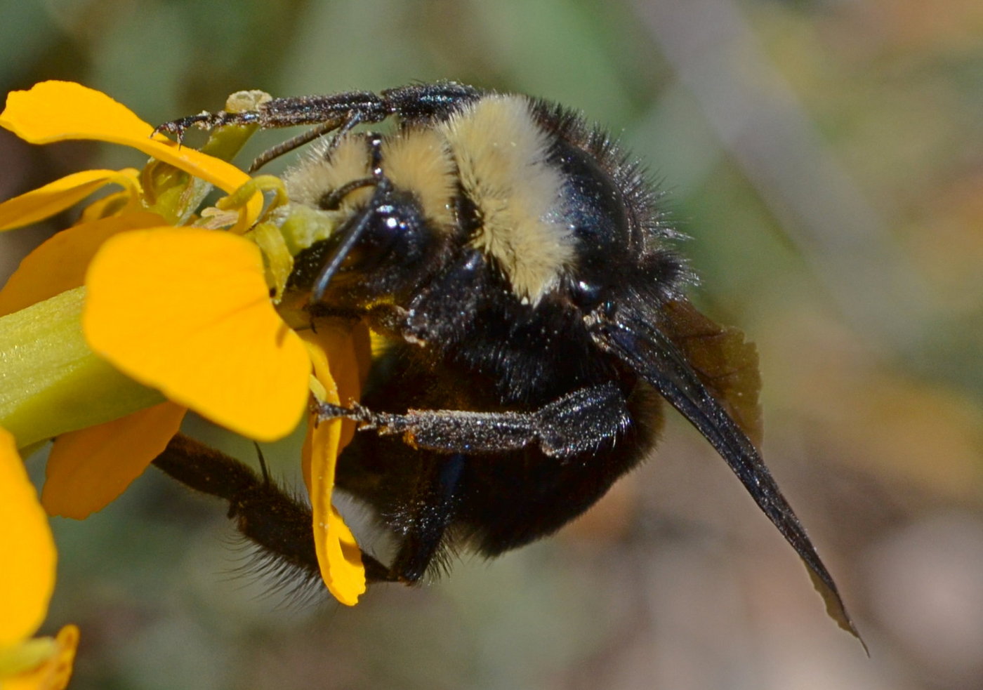 Bumble Bee on a Flower