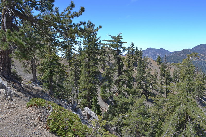 Pacific Crest Trail West of Mount Williamson