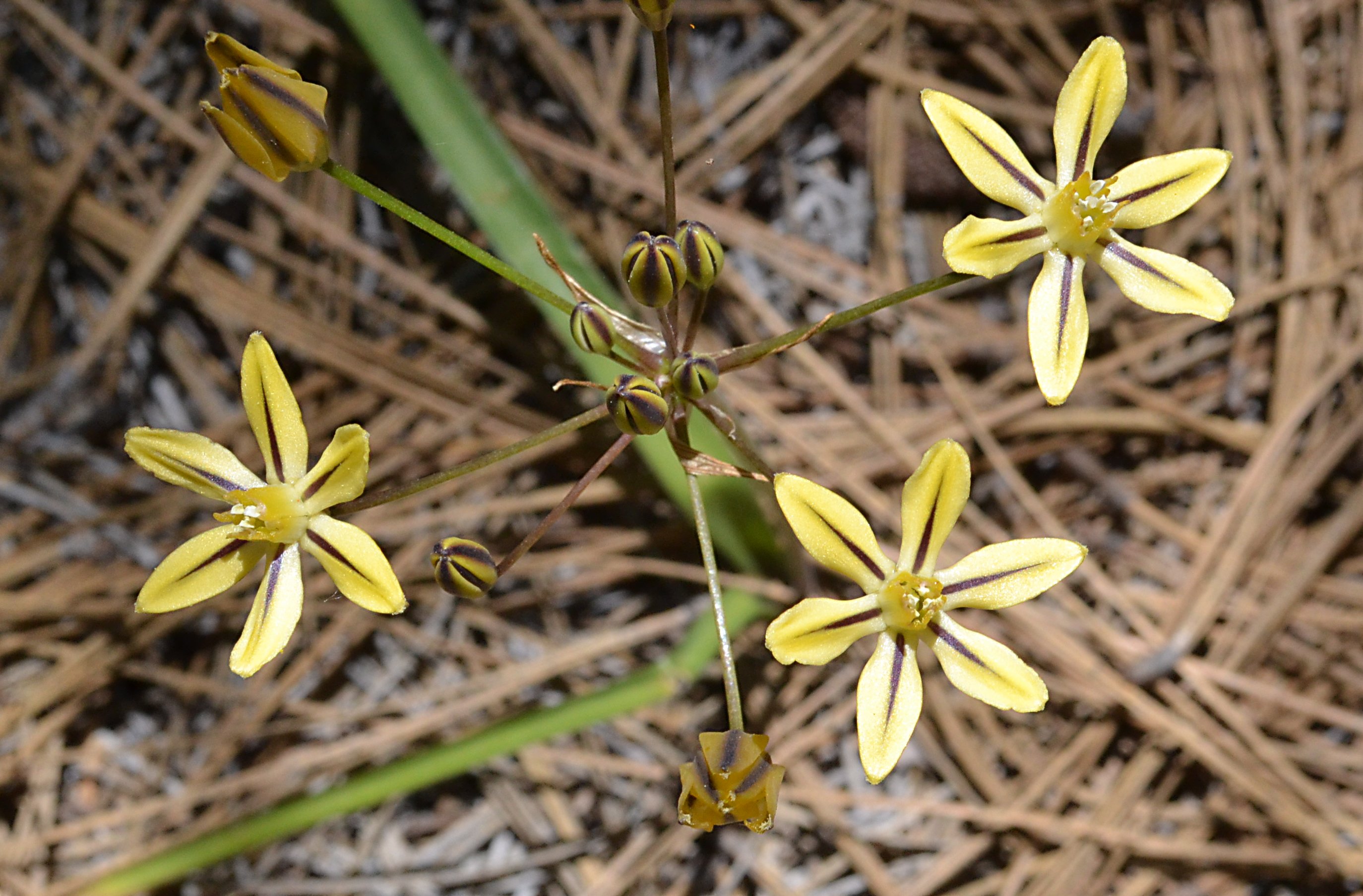 Pretty Face Flowers at Big Meadow