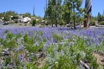 Lupine at Foresta