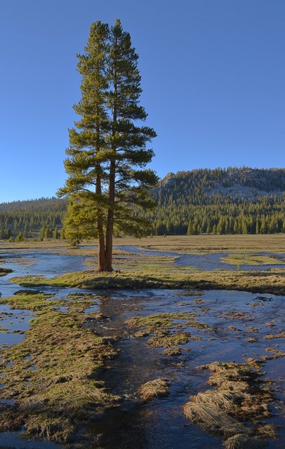 Tuolumne Meadows