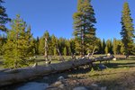 Tuolumne Meadows