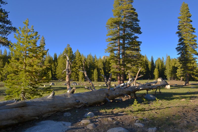 Tuolumne Meadows